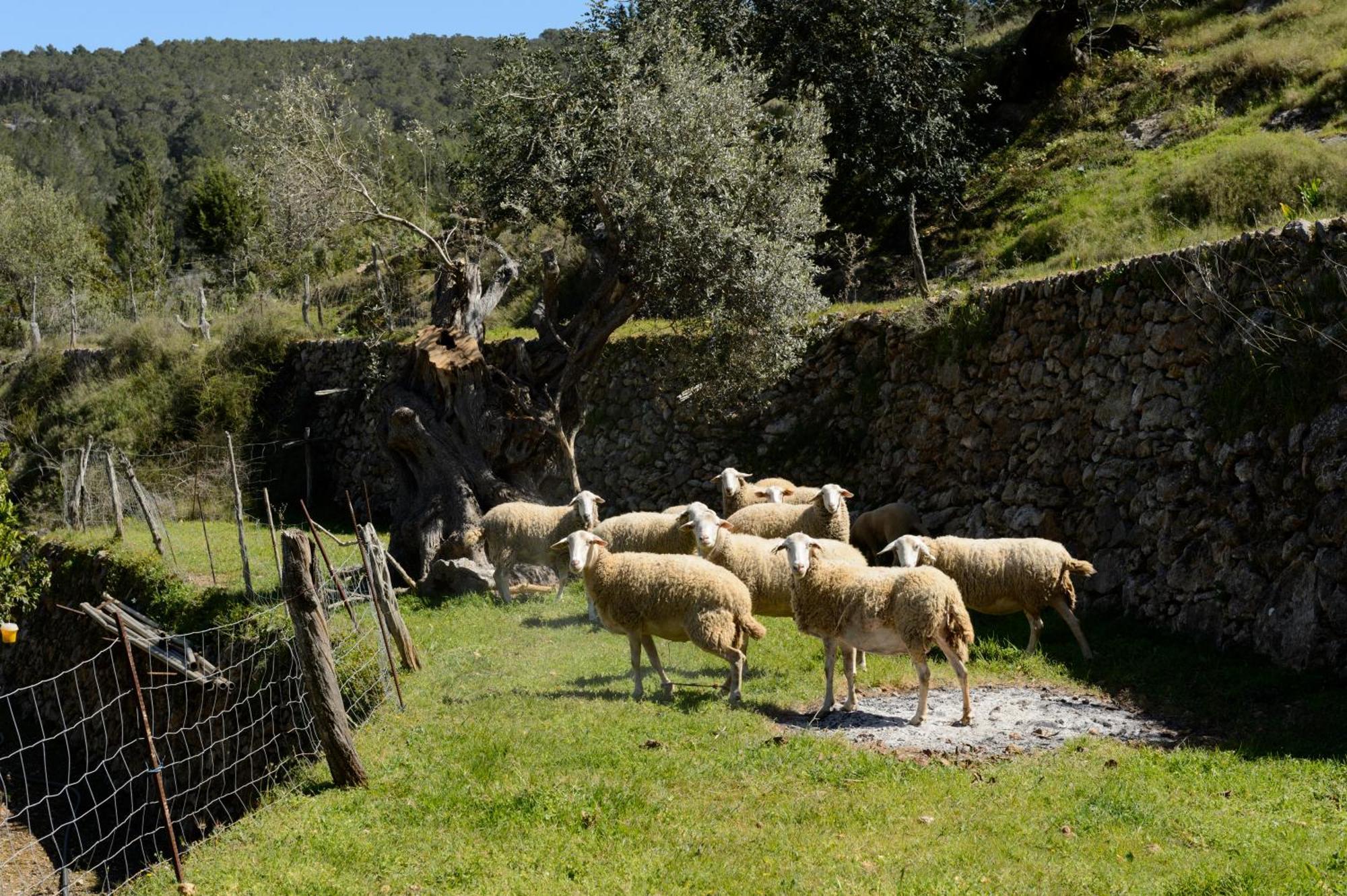 Valley Club Ibiza - Boutique Agroturismo ซานต์โจอัน เดอ ลาบริตจา ภายนอก รูปภาพ